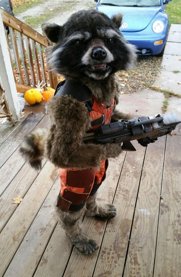 rocket raccoon