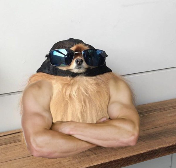 шпиц смешной