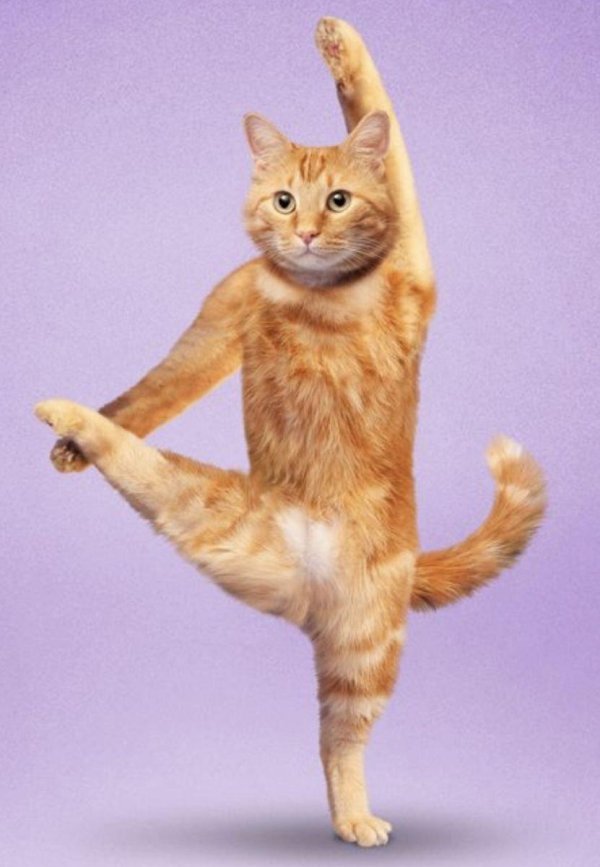 танцующая кошка