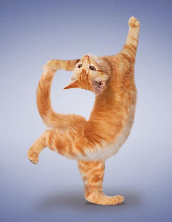 йога котики