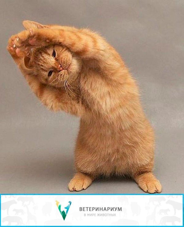 утренние зарядки