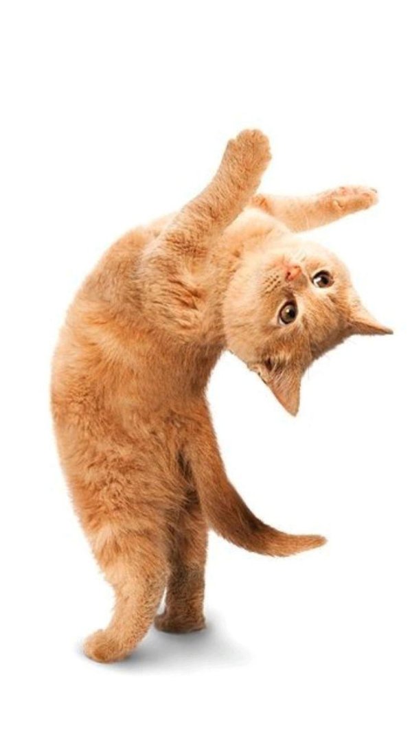 танцующие котики