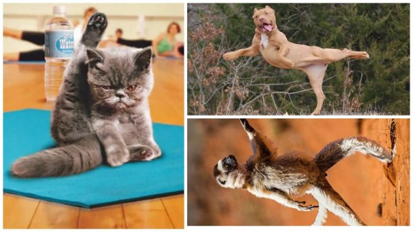 спортивная киса