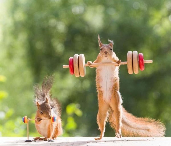 счастливая белка