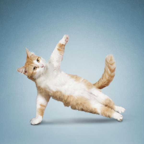 гимнастические позы животных