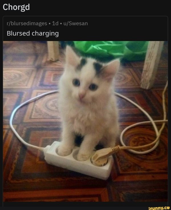 кот на зарядке