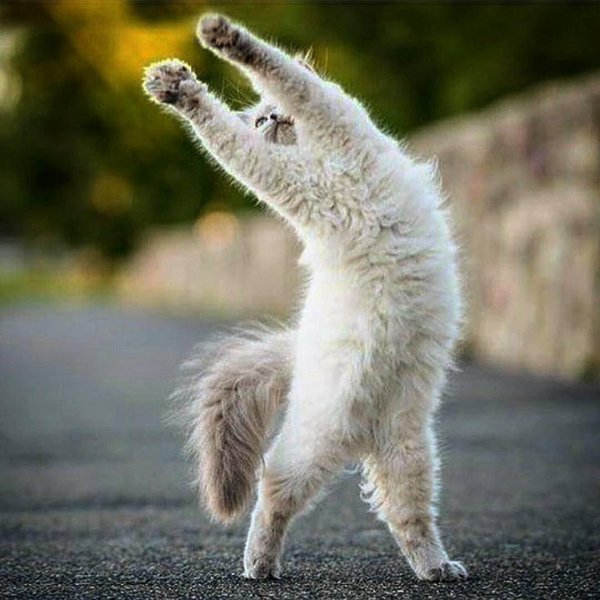 кошка потягивается