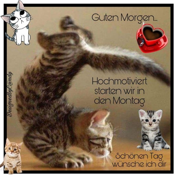 смешной котенок