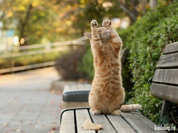 утренние котики