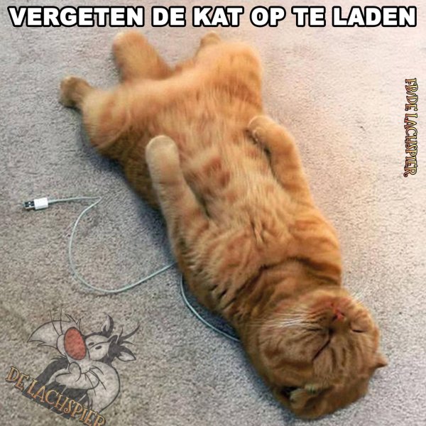 шавасана кот