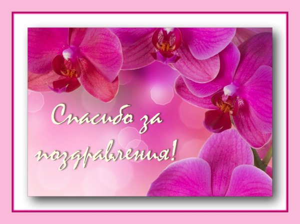 фон орхидеи