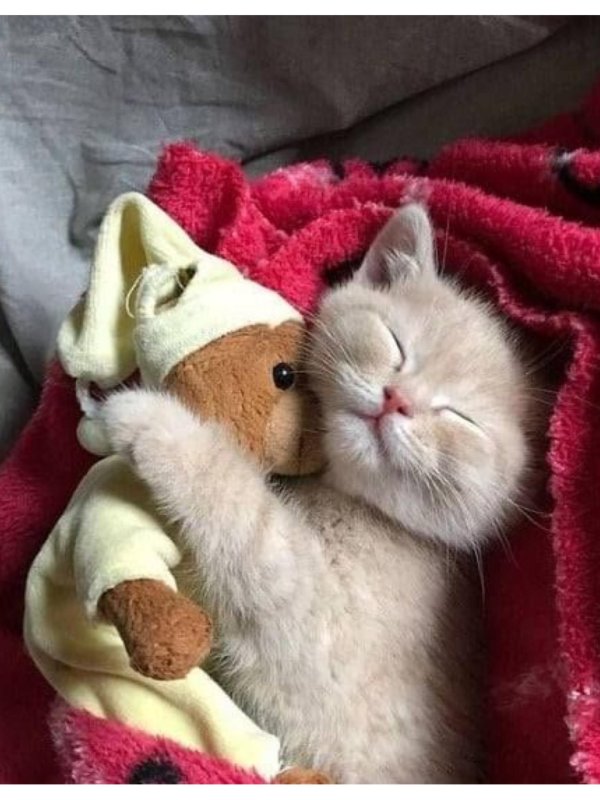 Спокойной ночи с животными
