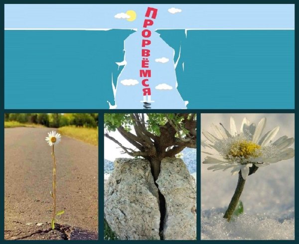 дерево растущее на скале