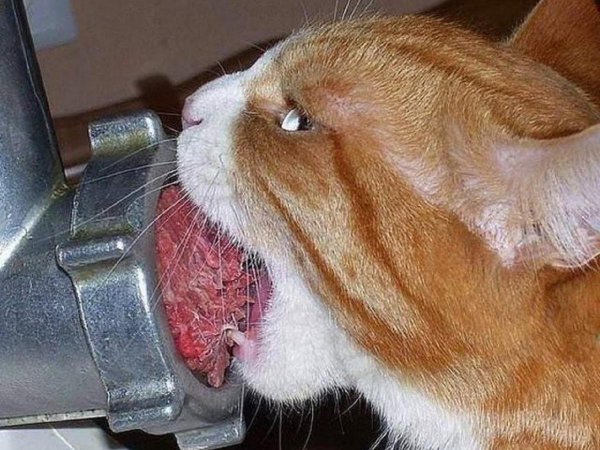 мясо кота