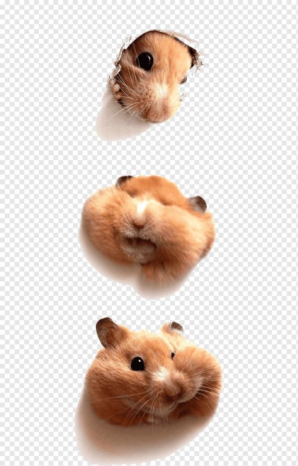 абщхда морская свинка