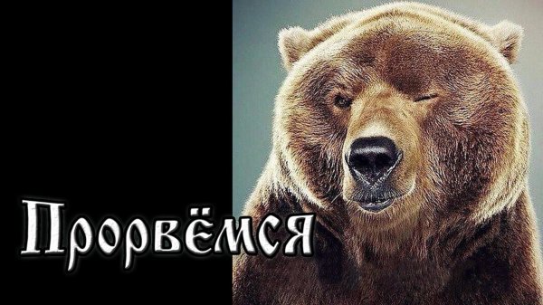 медведи гризли