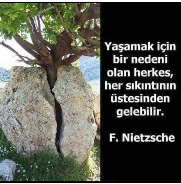 на камнях растут деревья