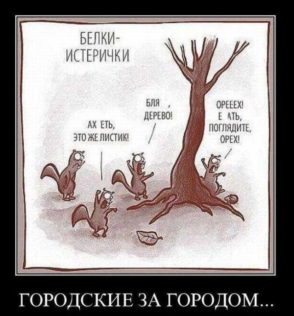 белка истеричка