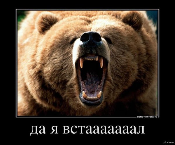 медведи гризли