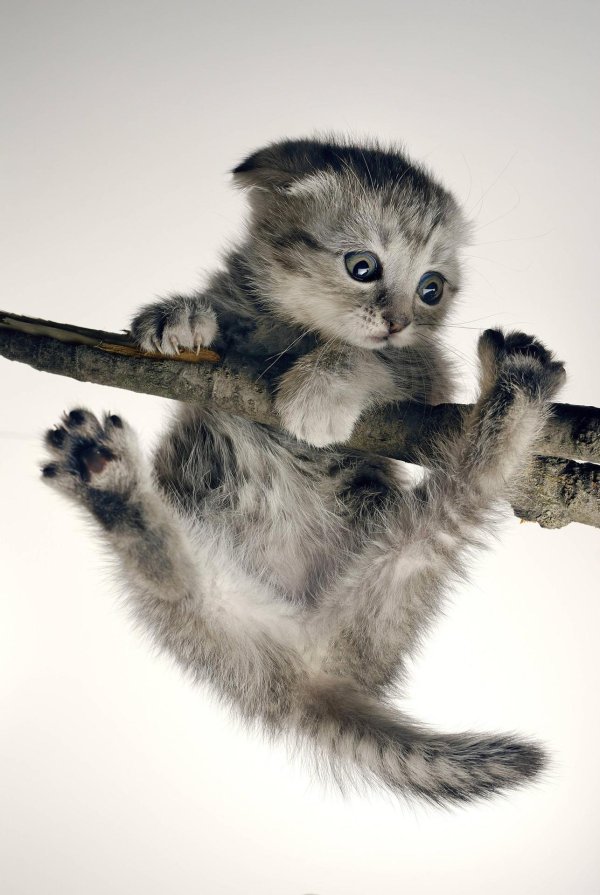 котенок висит