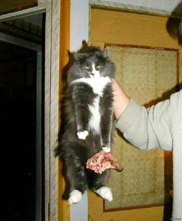 ржачные коты