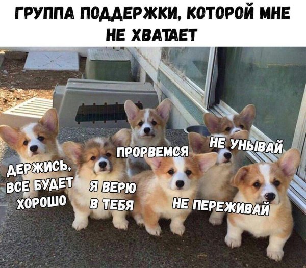 собака корги