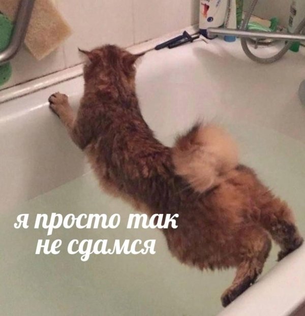 коты не сдаются