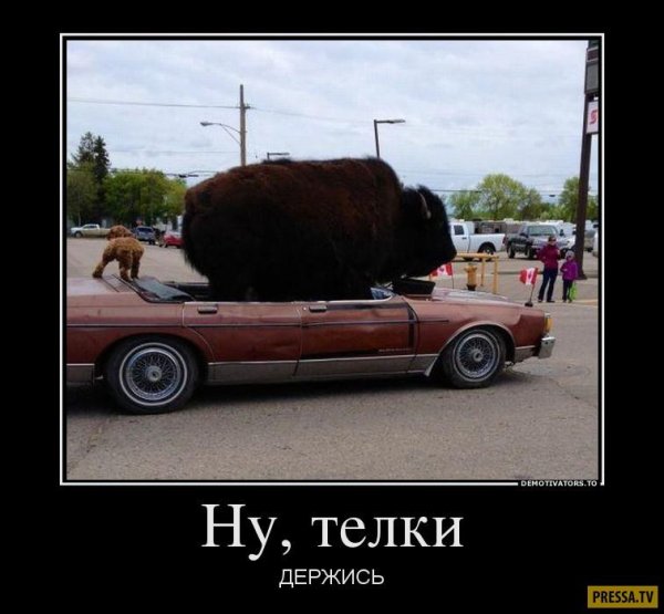 демотиваторы телки