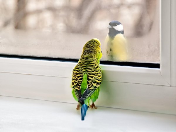 свобода попугаям