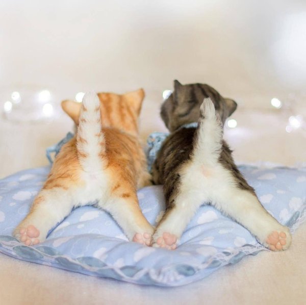 очаровательные котята