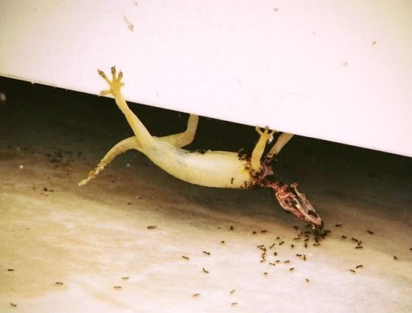 геккон вьетнам