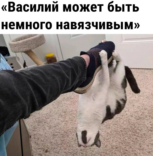 cмешные животные