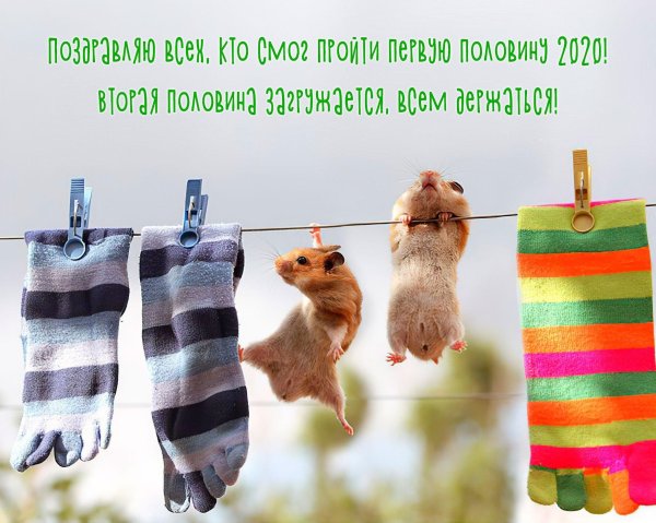 хомяк прикольный