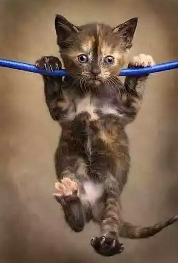 милые котики смешные