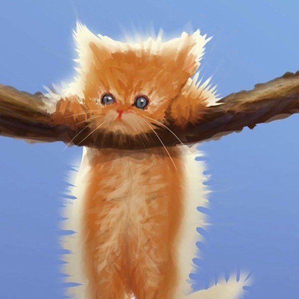 хайленд страйт рыжий