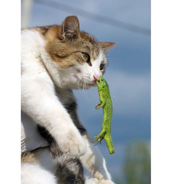 кошка смешная