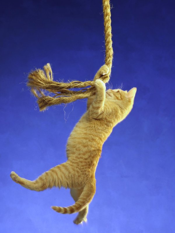 кошка в прыжке