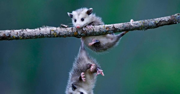 виргинский опоссум