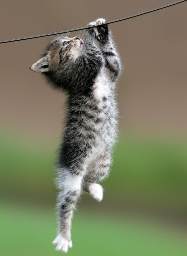 котенок висит