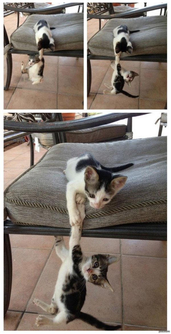 смешная кошка