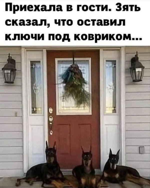 доберман дома