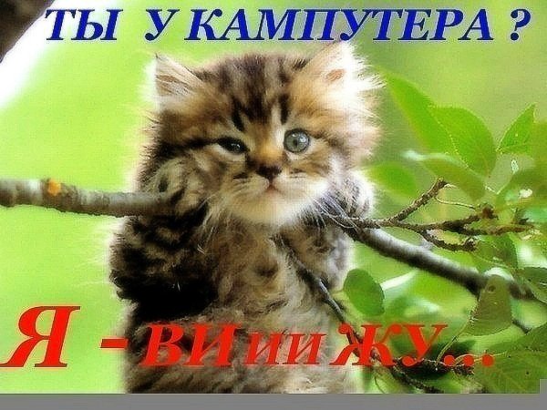 котенок маленький