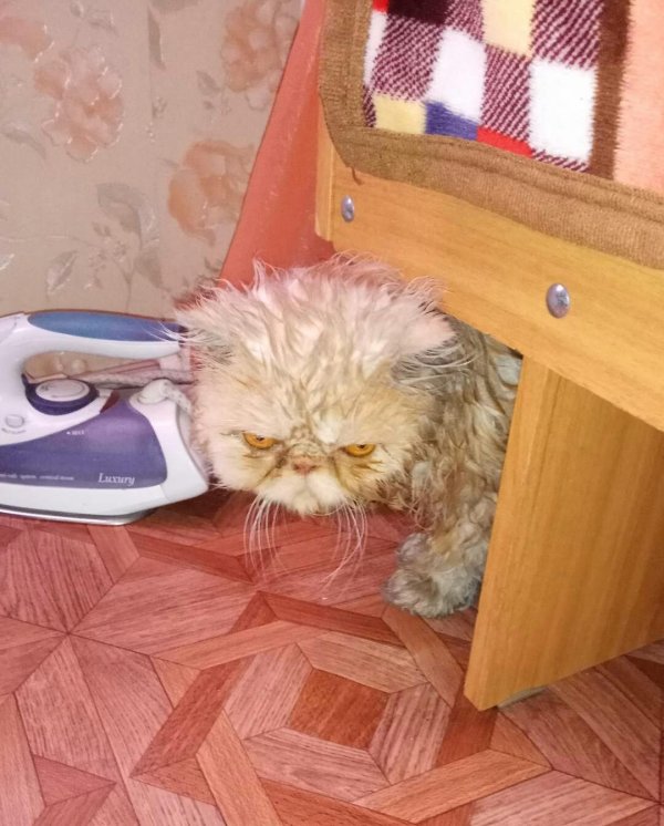 персидская кошка