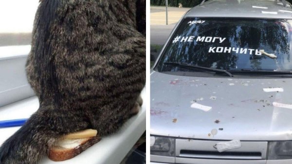 домашнее животное