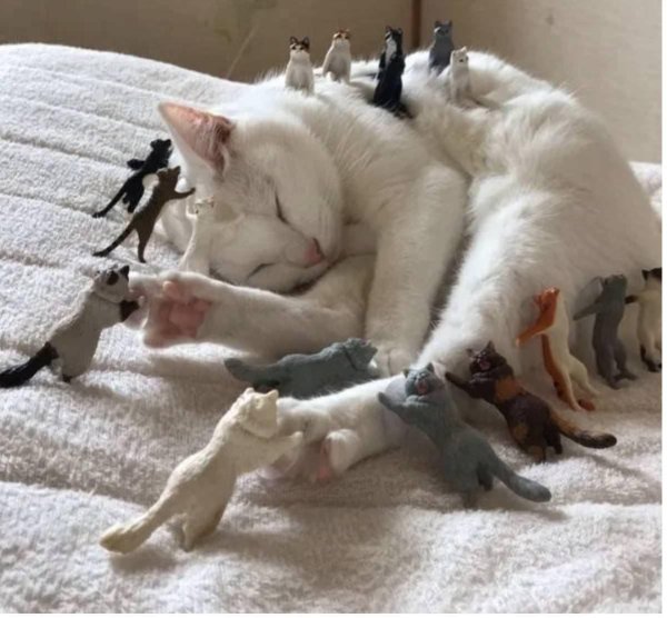 Женщины и котики