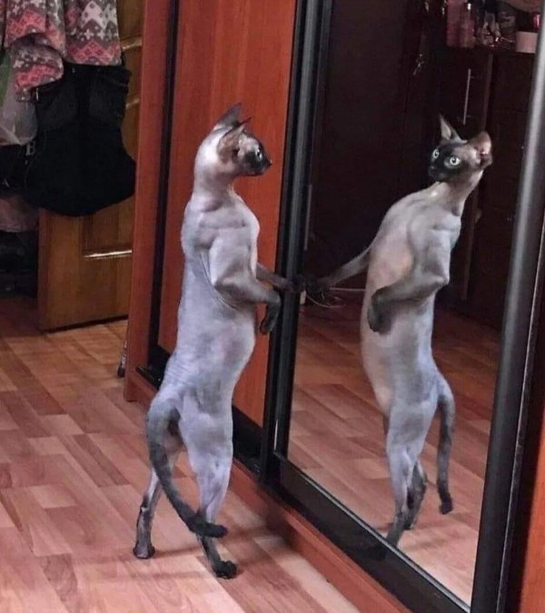 животные юмор