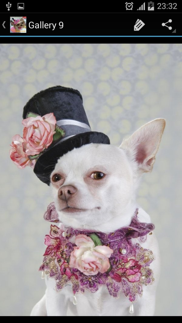 собачья мода