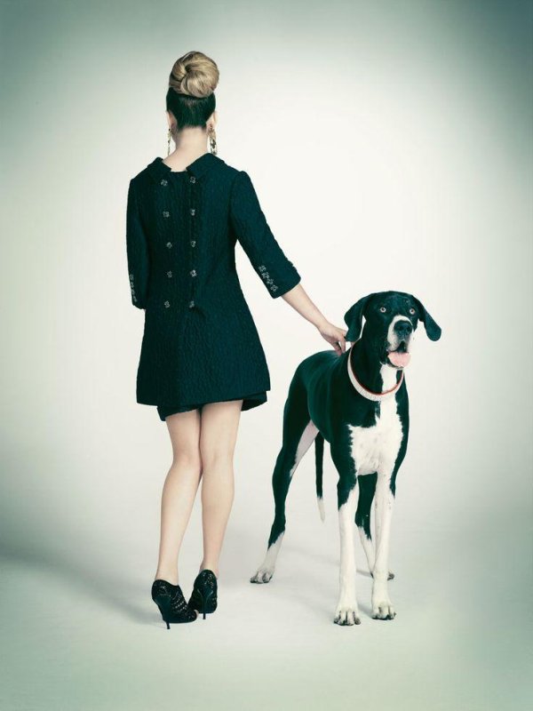 немецкий дог плащевой