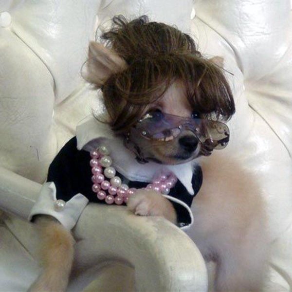 смешной костюм для собаки