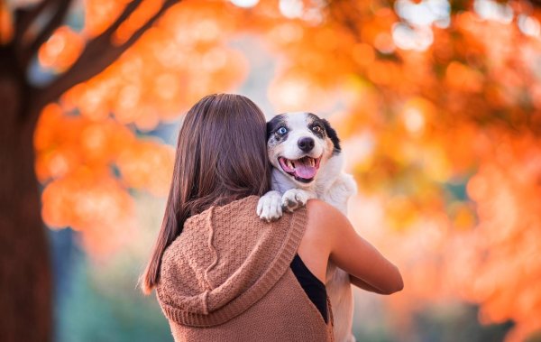 девушка собака